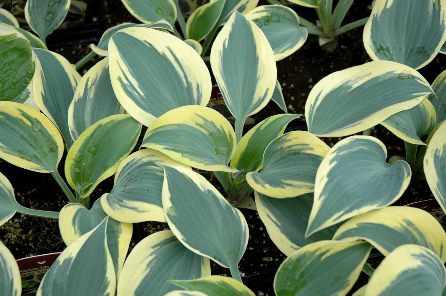 Hosta-Ben Vernooij 1C