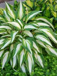 Hosta-Cool as a Cucumber 1C