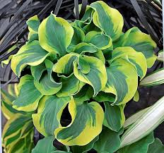 Hosta-School Mouse 1C