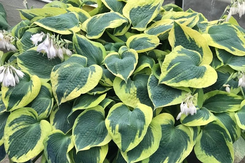 Hosta-Tootie Mae 1C