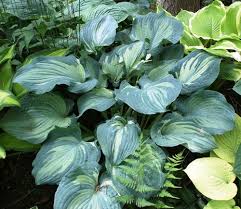 Hosta-Guardian Angel 1C