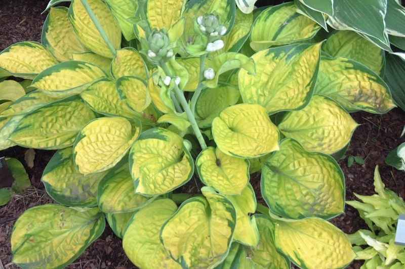 Hosta-Rainforest Sunrise 1C