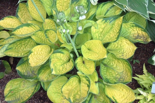Hosta-Rainforest Sunrise 1C