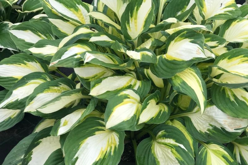 Hosta-Color Festival 1C