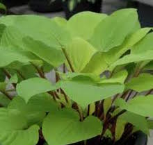 Hosta-Fire Island 1C
