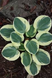 Hosta-Mighty Mouse 1C