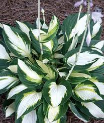 Hosta-Vulcan 1C