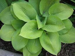 Hosta-August Moon 1C