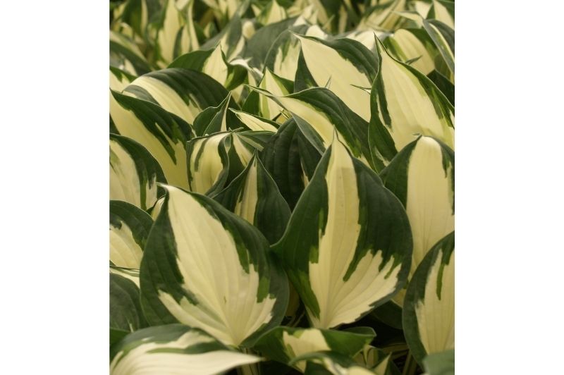 Hosta-Reversed Patriot 1C