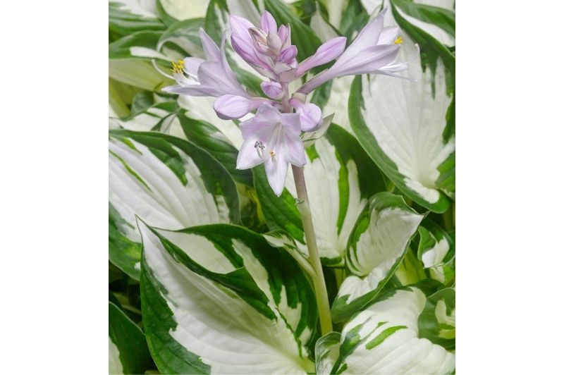 Hosta-Amazone 1C