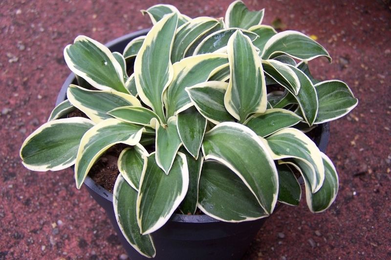Hosta-Funny Mouse 1C