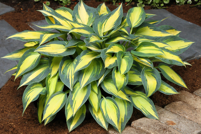 Hosta-Magic Island 1C