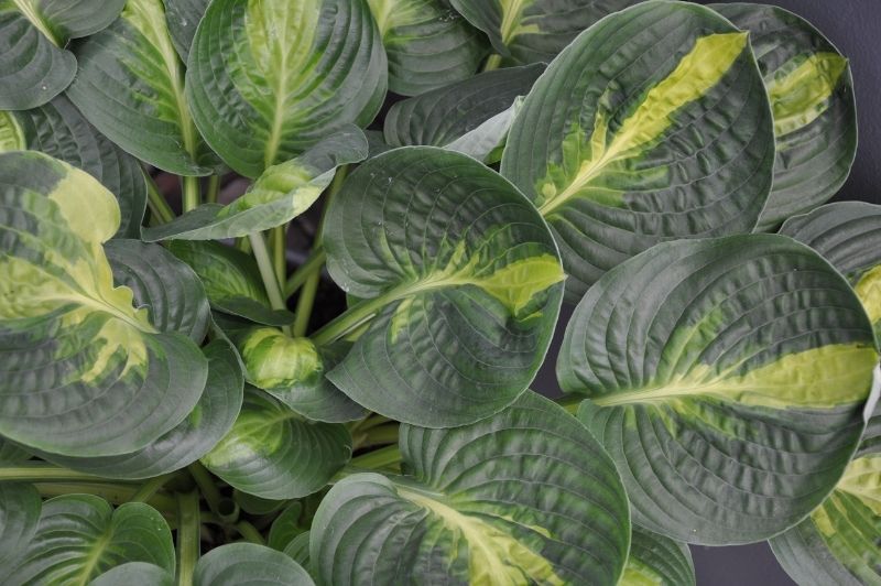 Hosta-Warwick Comet 1C