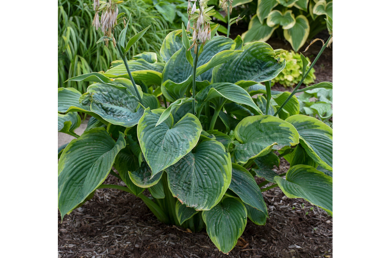 Hosta-Wu-La-La 1C