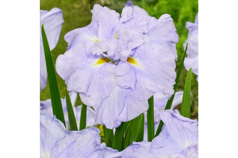 Iris-Dinner Plate Ice Cream 1C