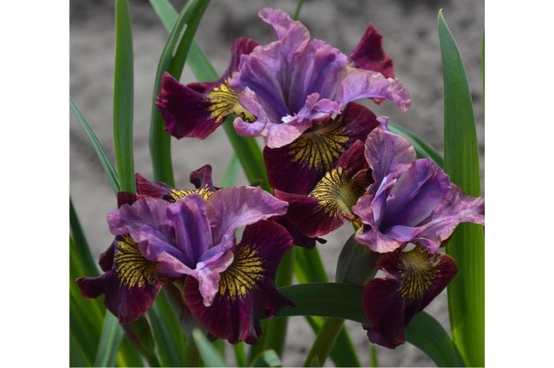 Iris-Miss Apple 1C