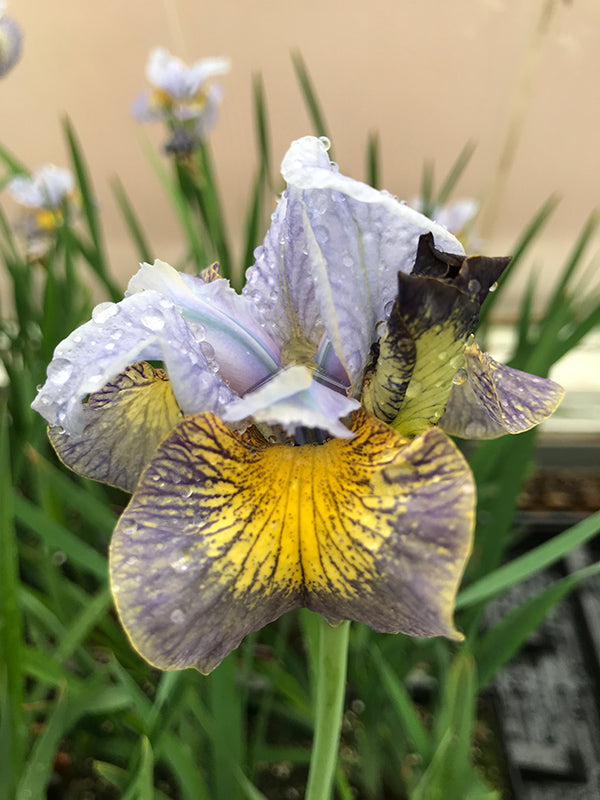Iris-Uncorked 1C