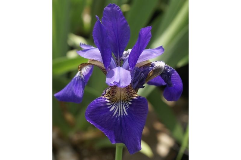 Iris-Caesar's Brother 1C