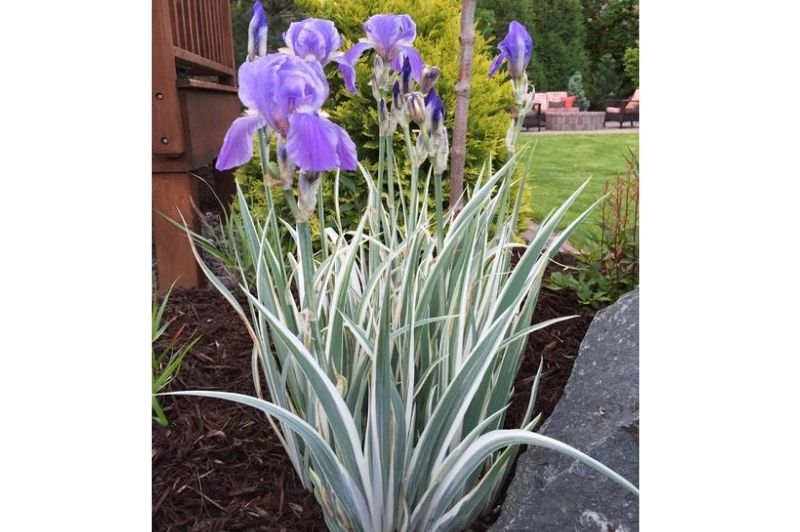 Iris-Albovariegata White 1C