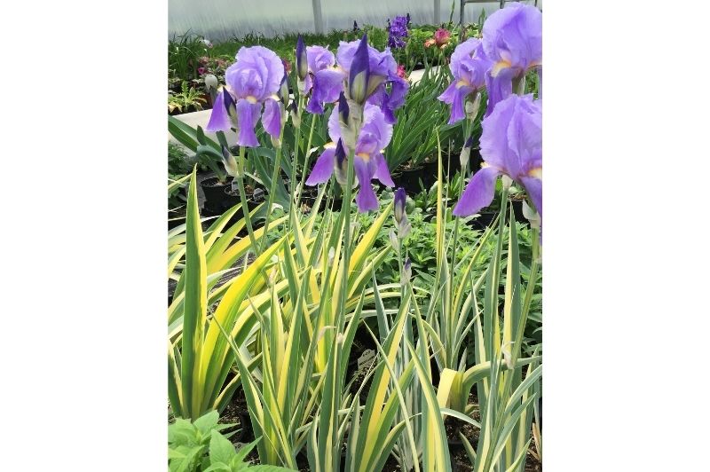 Iris-Aureovariegata Yellow 1C