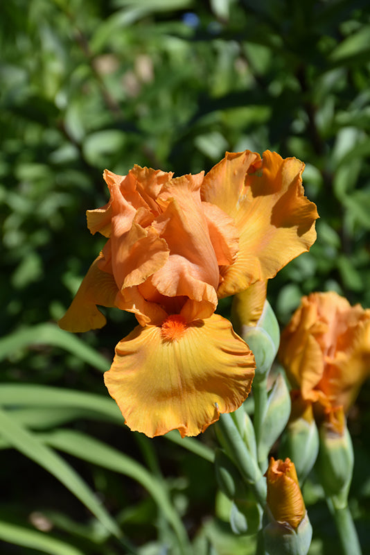 Iris-Savannah Sunset 1C