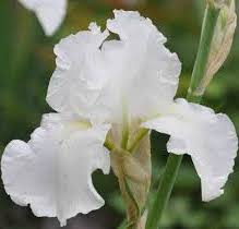 Iris-Immortality 1C