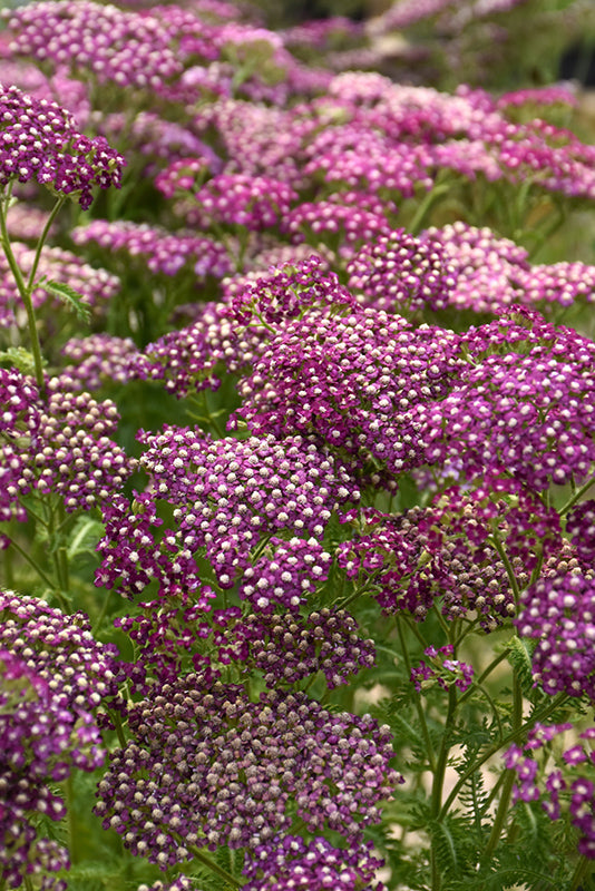 Achillea-New Vintage Violet 1C