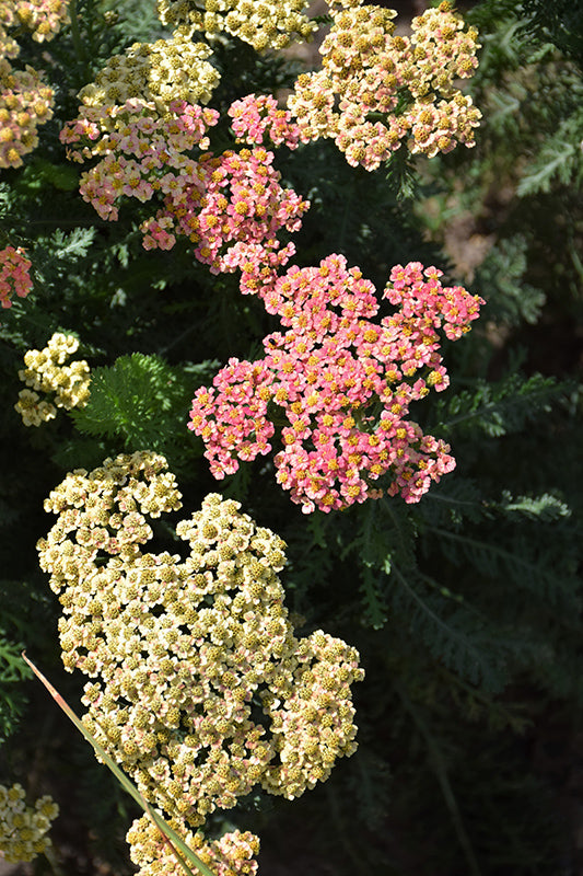 Achillea-Firefly Peach Sky 1C