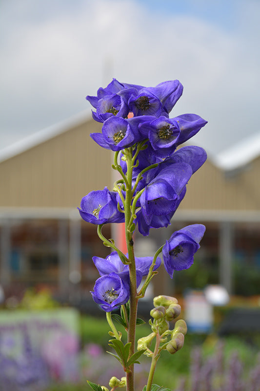 Aconitum-Fischeri 1C