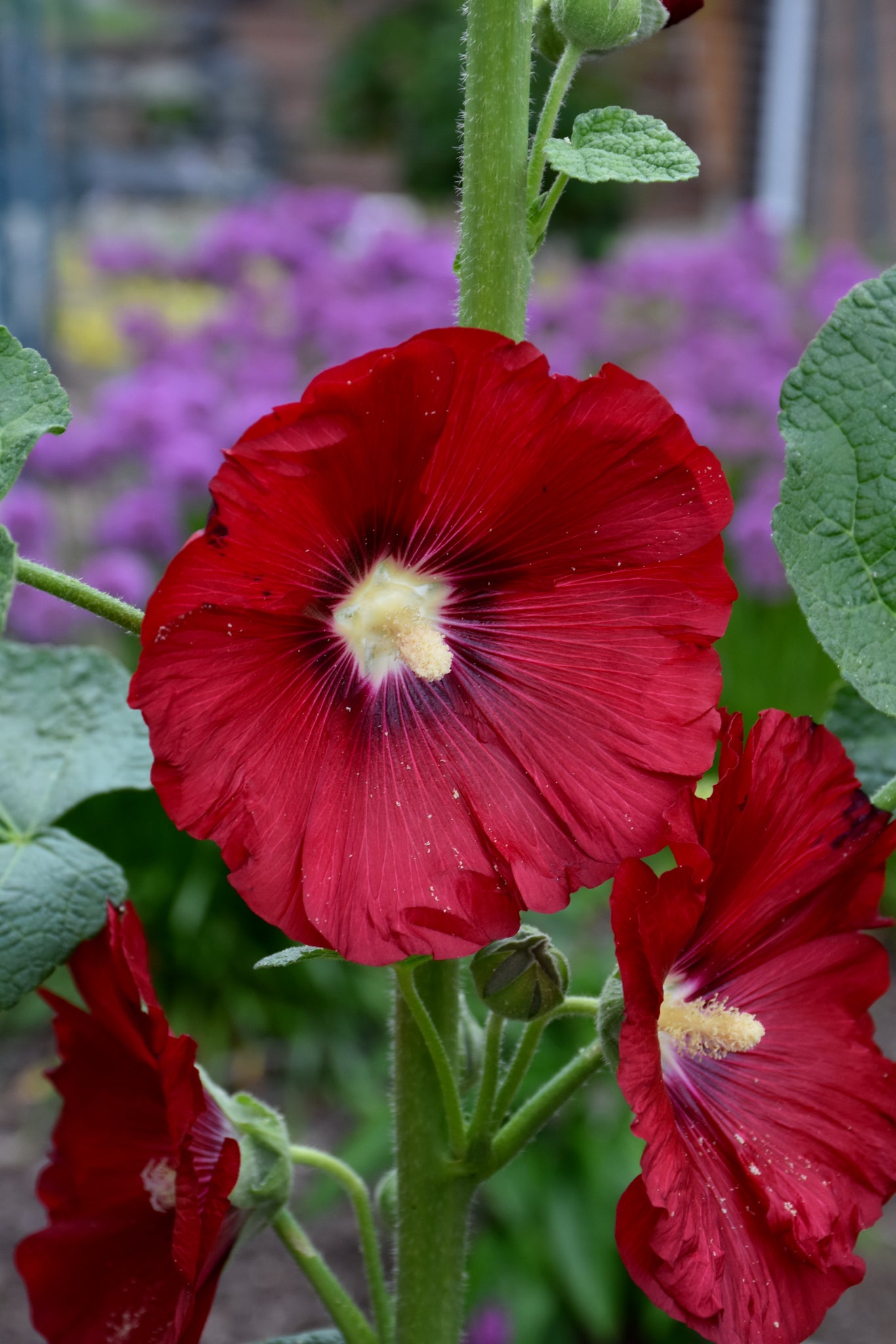 Alcea-Mars Magic 1C