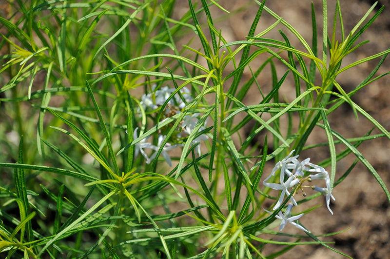 Amsonia-String Theory 1C