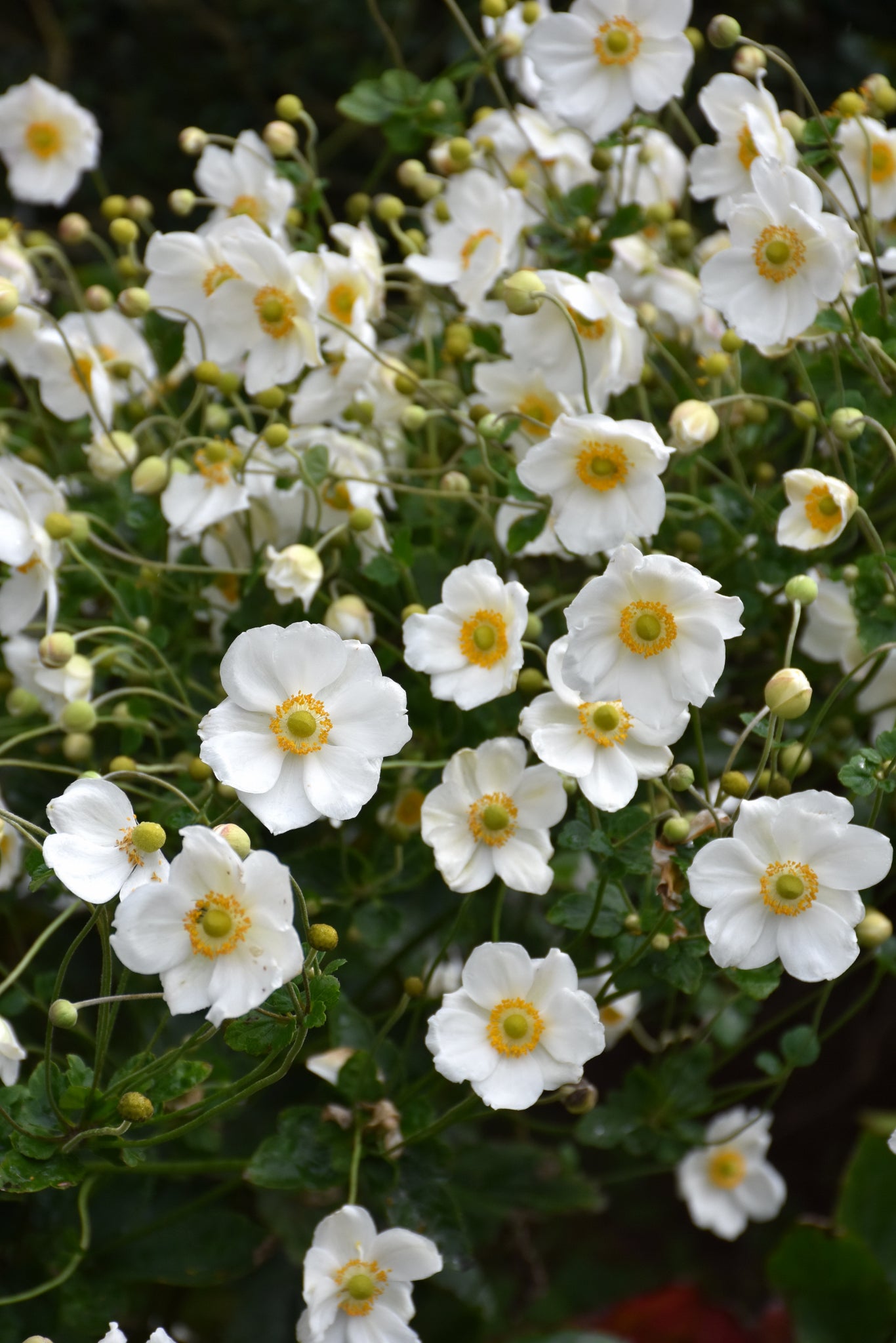 Anemone-Honorine Jobert 1C