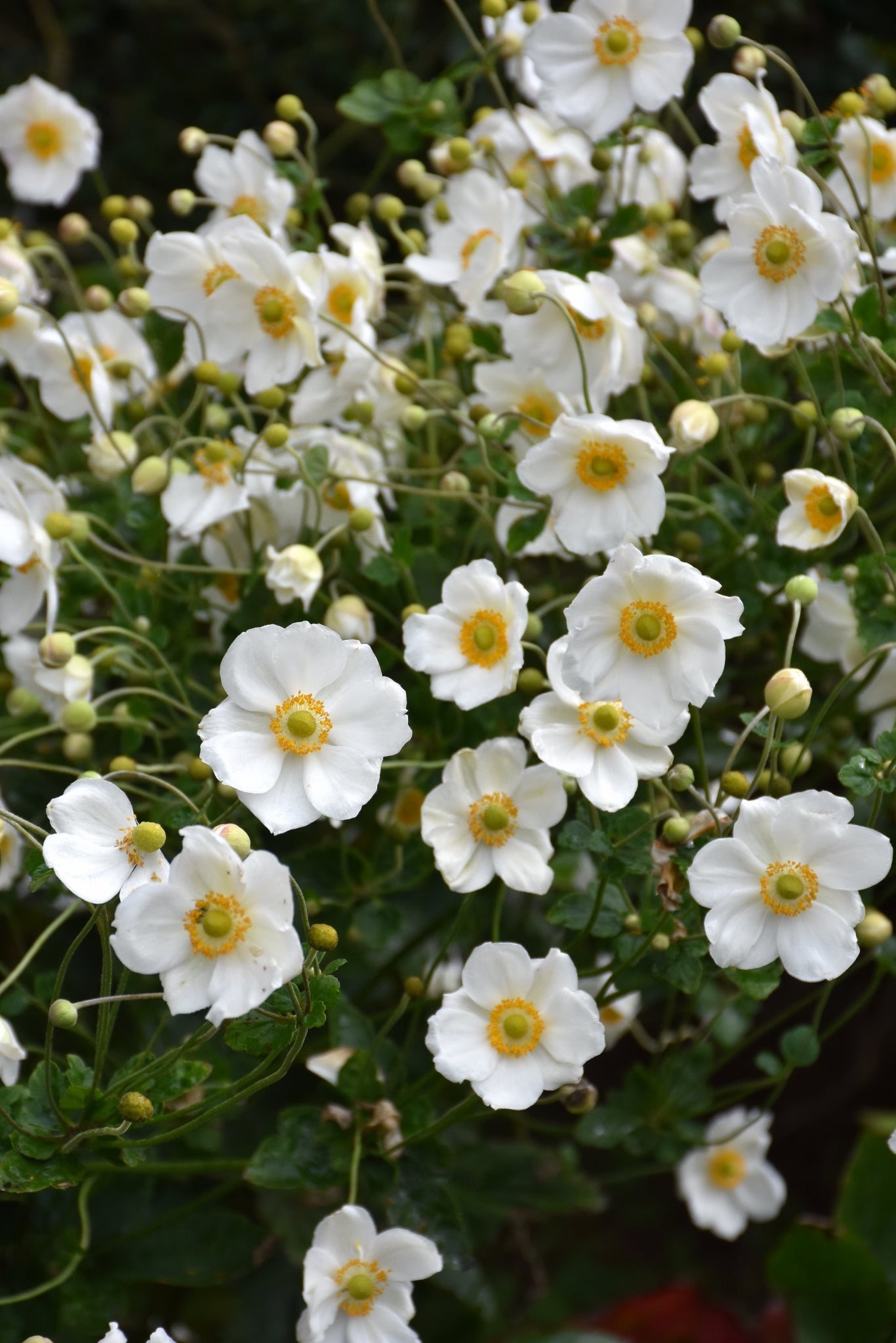 Anemone-Honorine Jobert 1C