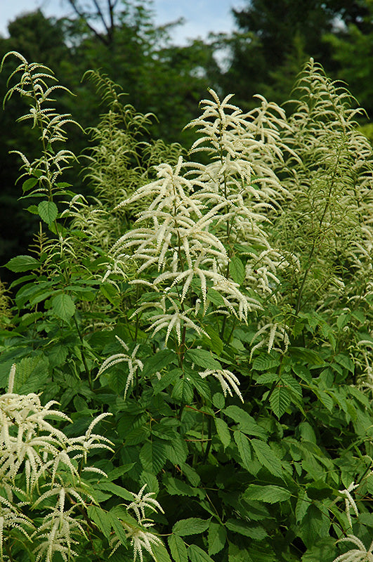 Aruncus-Dioicus 1C