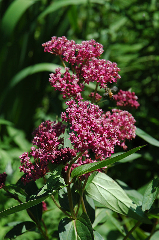 Asclepias-Incarnata 1C