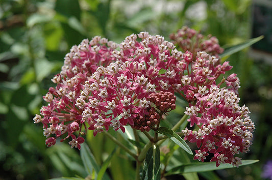 Asclepias-Cinderella 1C