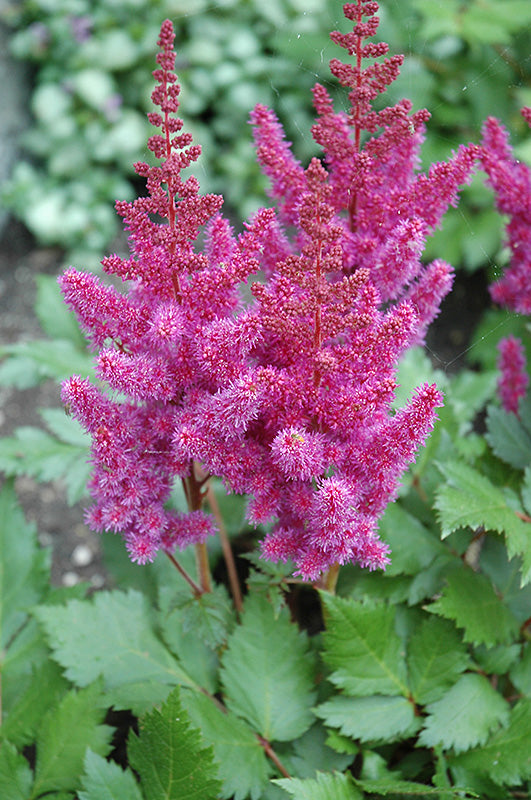 Astilbe-Visions 1C