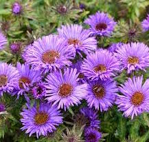 Aster-Purple Dome 1C