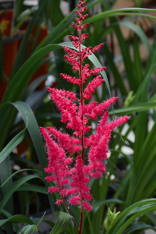 Astilbe-Mighty Chocolate Cherry 1C