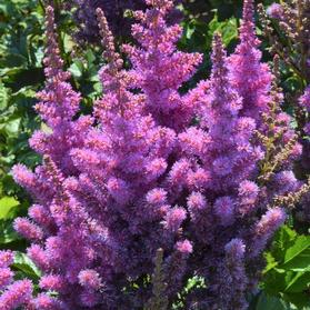 Astilbe-Black Pearls 1C