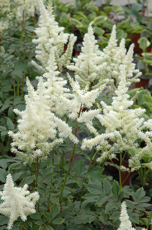 Astilbe-Bridal Veil 1C