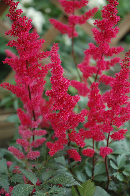 Astilbe-Fanal 1C
