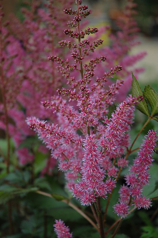 lavender astilbe plant Astilbe-Maggie Daley 1C – Country Arbors Nursery