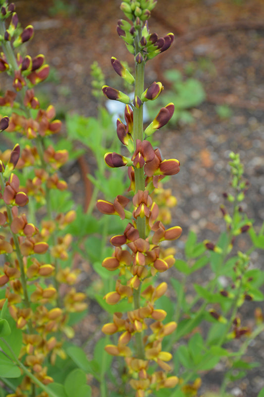 Baptisia-Honey Roasted 1C