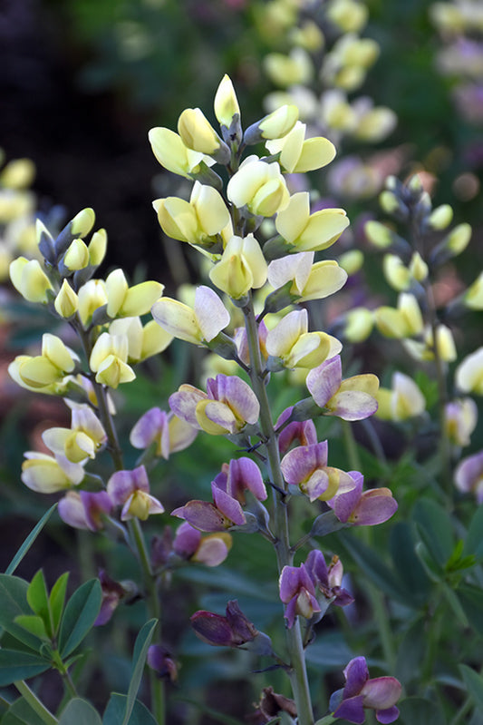 Baptisia-Pink Lemonade 1C