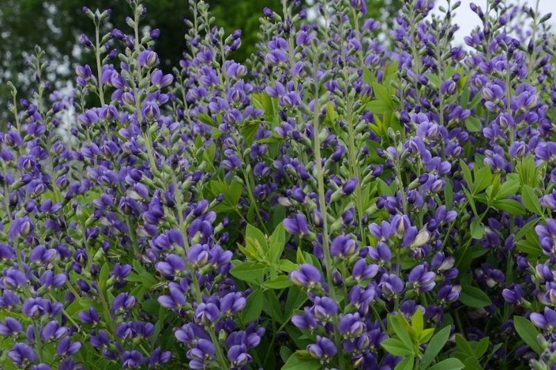 Baptisia-Blueberry Sundae 1C