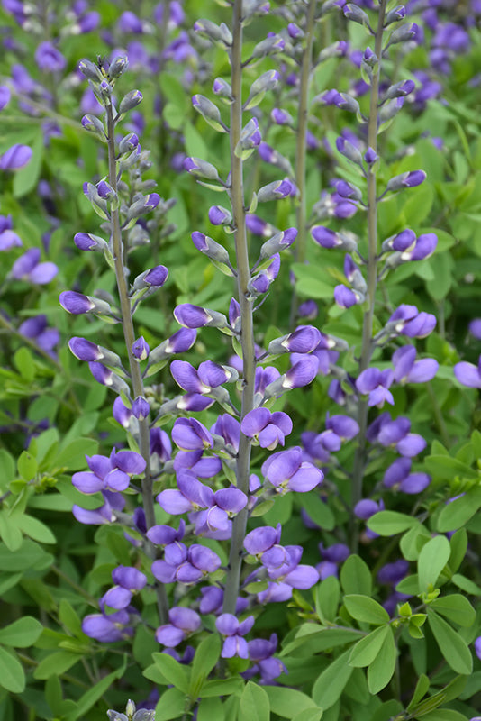 Baptisia-Blue False Indigo 1C