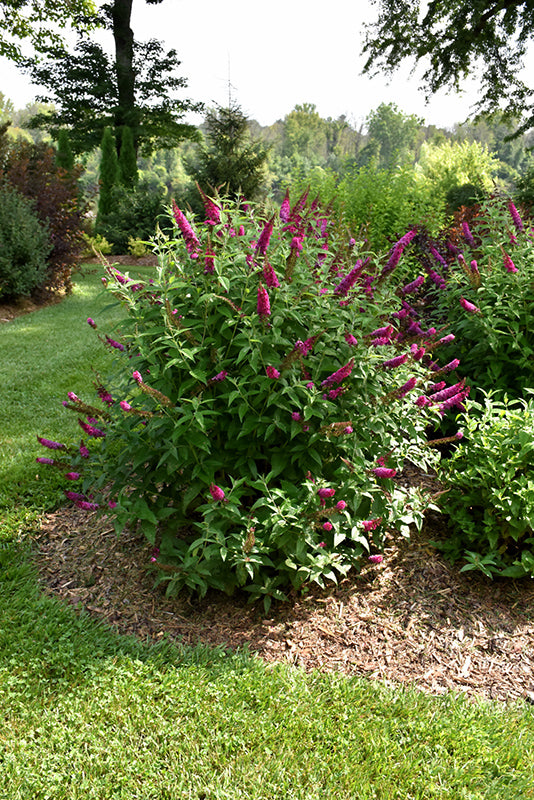 Buddleia-Miss Molly 2C