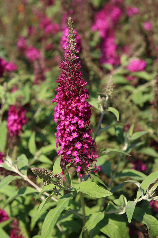 Buddleia-Chrysalis Cranberry 3C