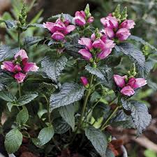 Chelone-Tiny Tortuga 1C